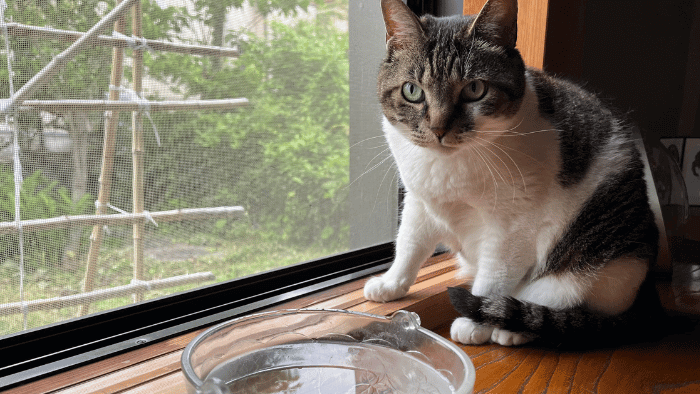 【番外編】猫にウォーターサーバーのお水をあげていいのか？