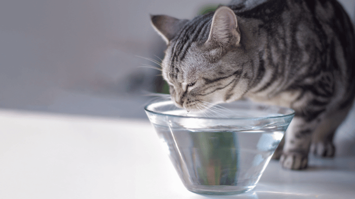 猫に水分補給させるときのポイント6つ